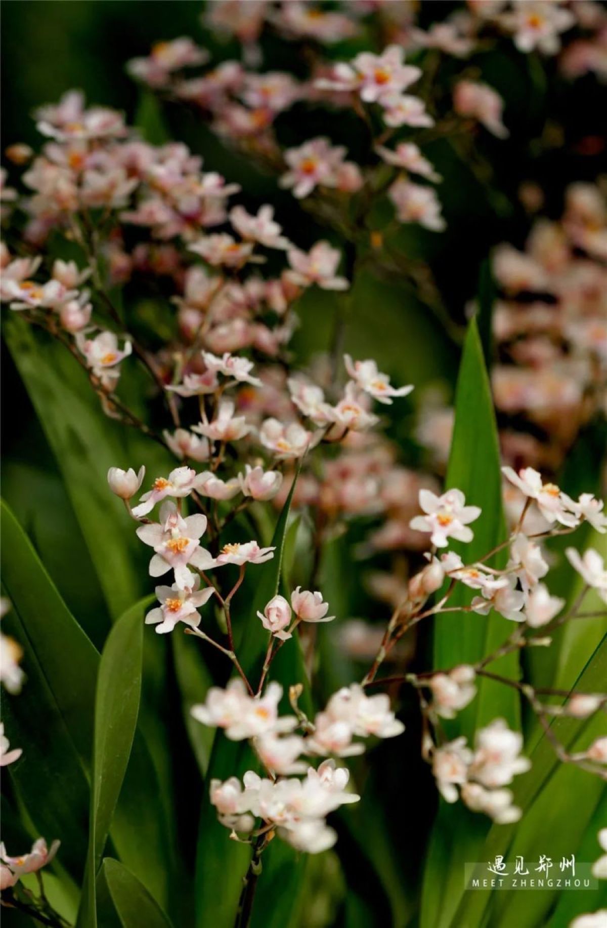 元宵节不出郑州能去哪里玩,郑州元宵节攻略