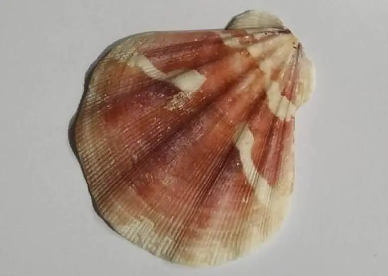 海南海鲜贝类有哪些,海南海鲜贝类