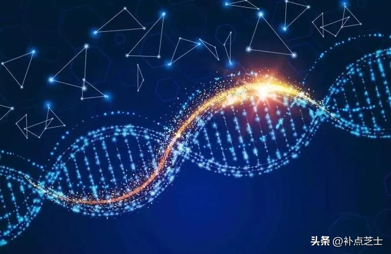 什么是基因和基因型,基因与基因组的区别