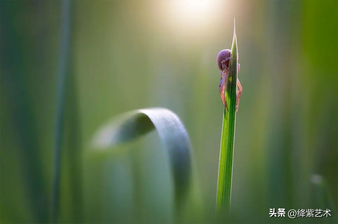 微距镜头之下的苍蝇,苍蝇微距拍摄