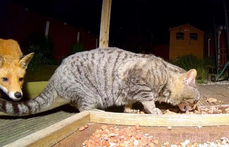 盘点猫咪世界,探索猫咪的奇妙世界