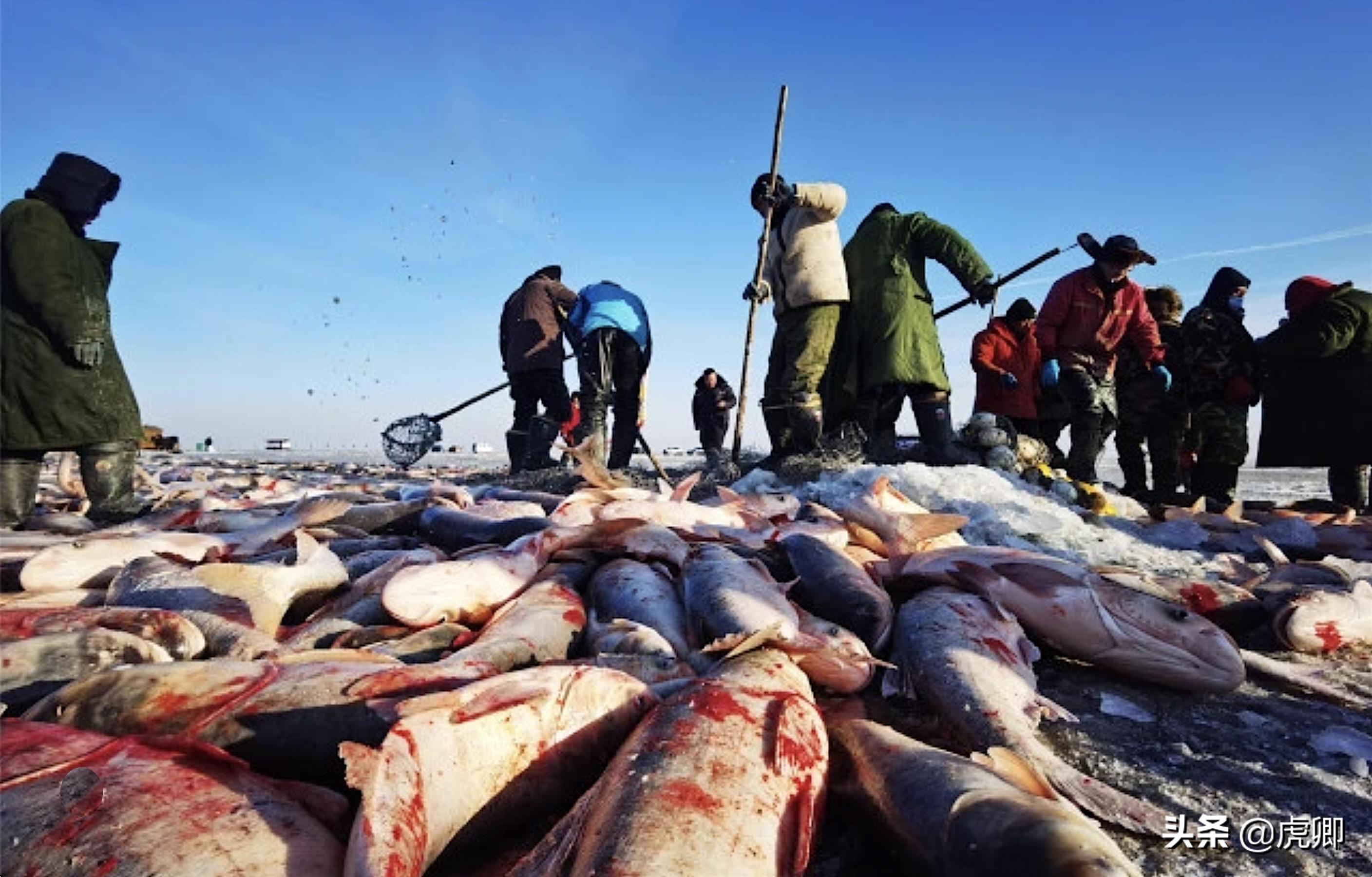 历史以来查干湖头鱼最高价,十大天价鱼