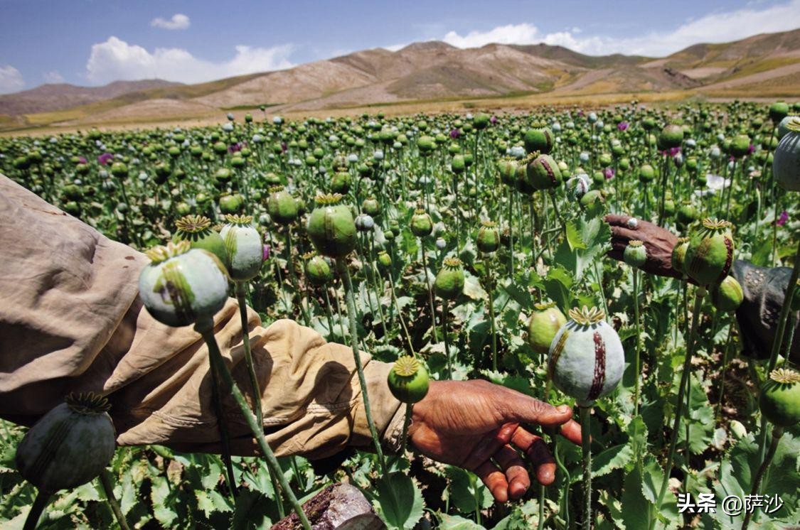 为什么满清戒毒100年都没有成功？1813年8月5日中国严禁贩食*片鸦**