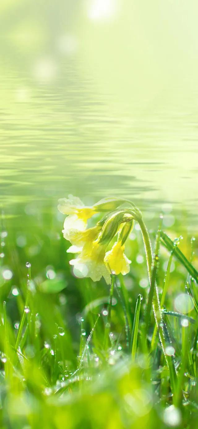 绿草茵茵壁纸,绿草壁纸