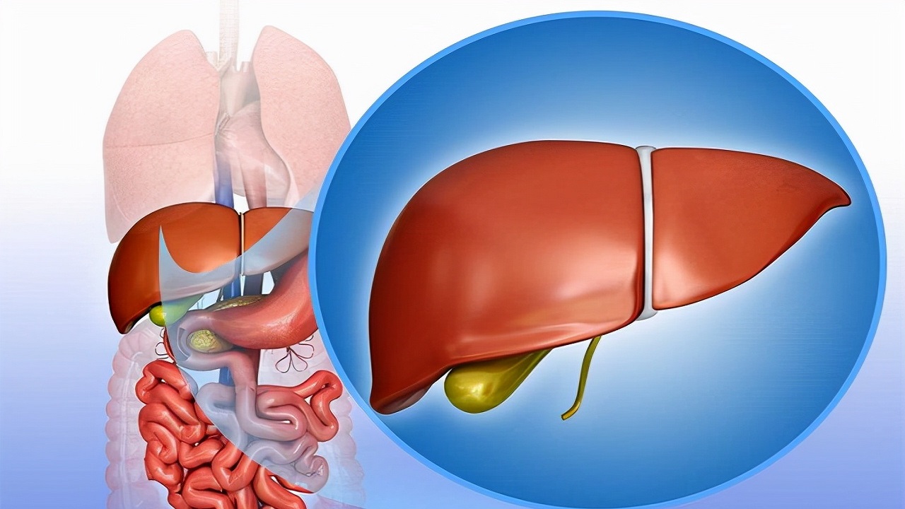 谷草转氨酶和谷丙转氨酶谁更重要,谷丙转氨酶与谷草转氨酶哪个要紧