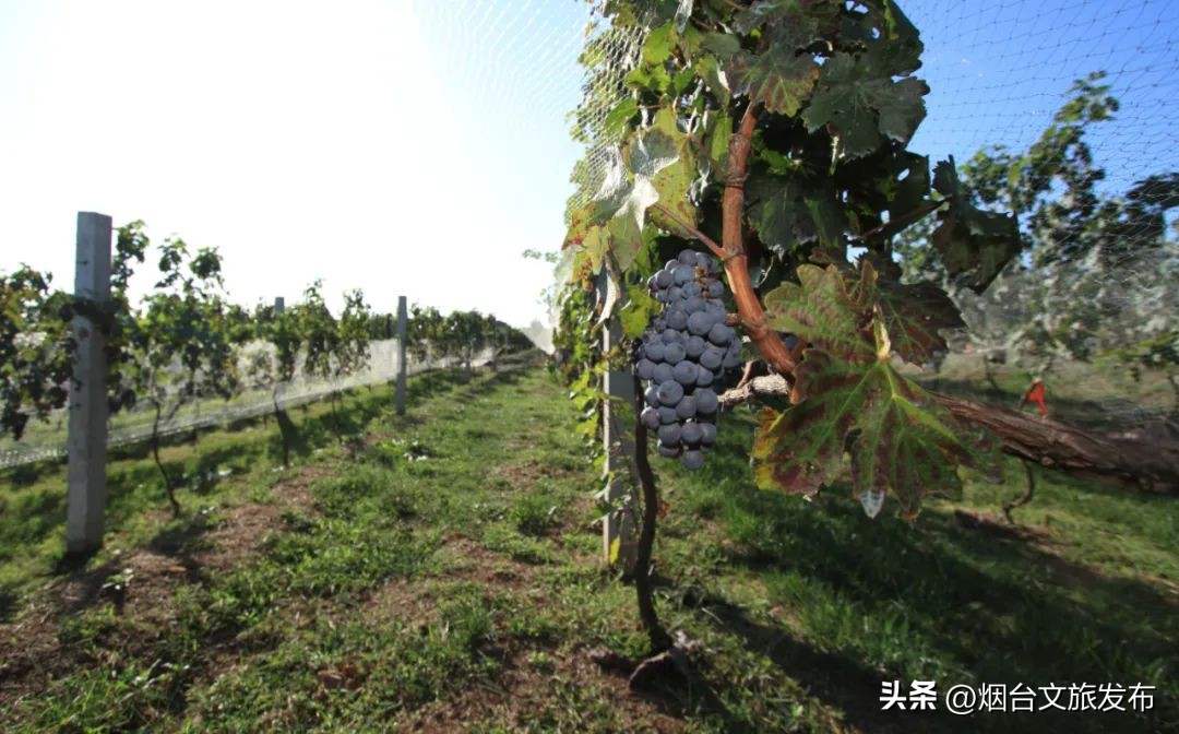 玩转蓬莱威海长岛,蓬莱玩转