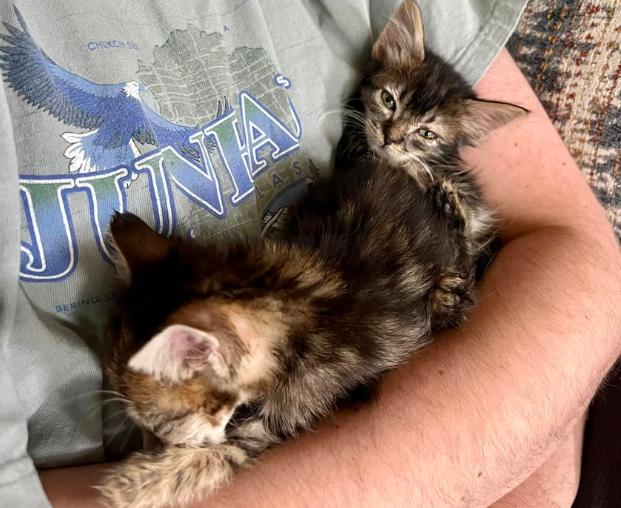 奶猫腹部稍硬就是要排便,奶猫体检