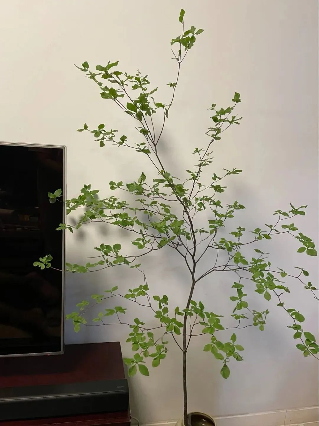 新手必看鲜花养护攻略,鲜花在水里能养几天会死