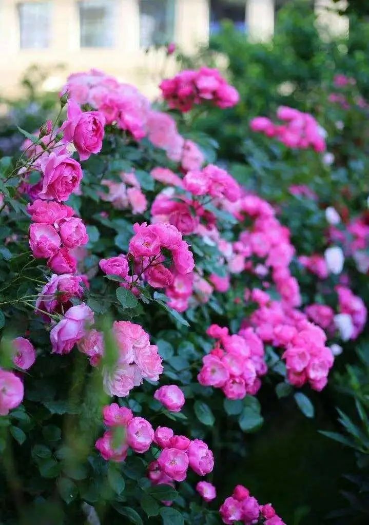 常州市内有哪些湿地公园,常州市新北区生态公园