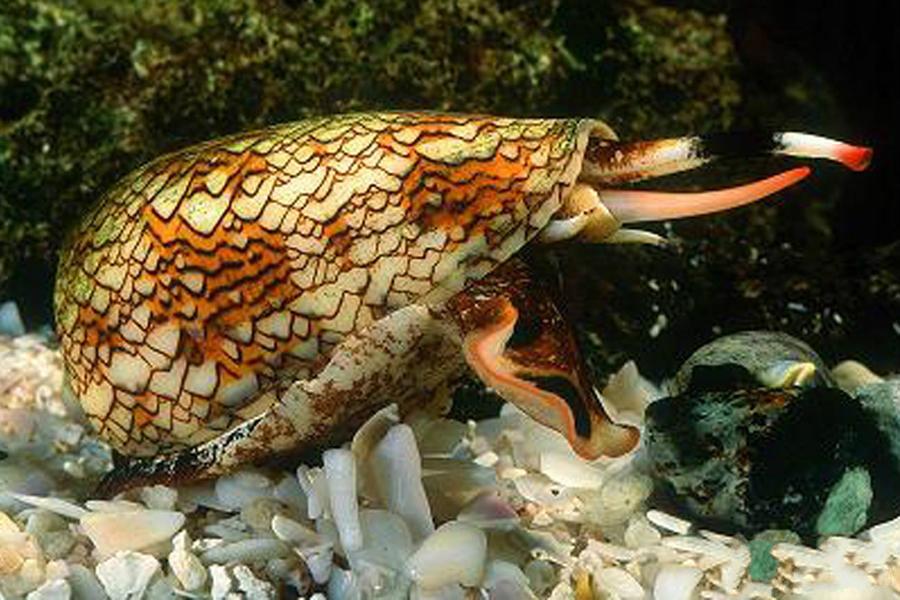 海南海鲜贝类有哪些,海南海鲜贝类