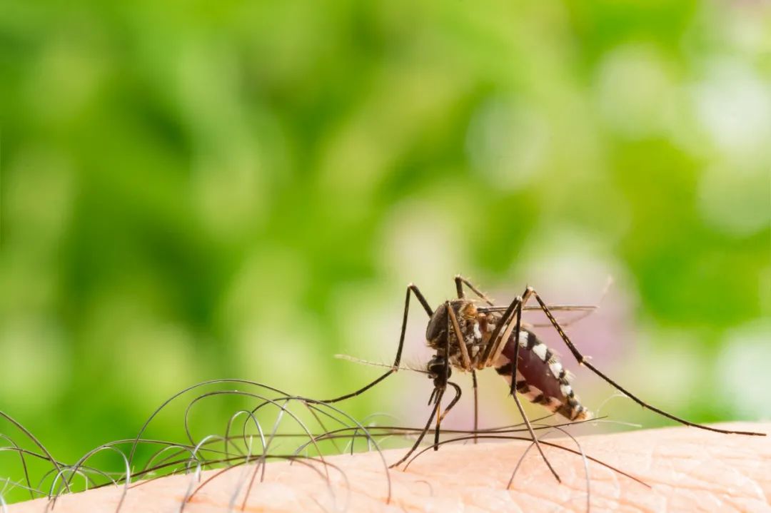 蚊子为什么能彻底消灭,怎么杀蚊子最快最有效的方法