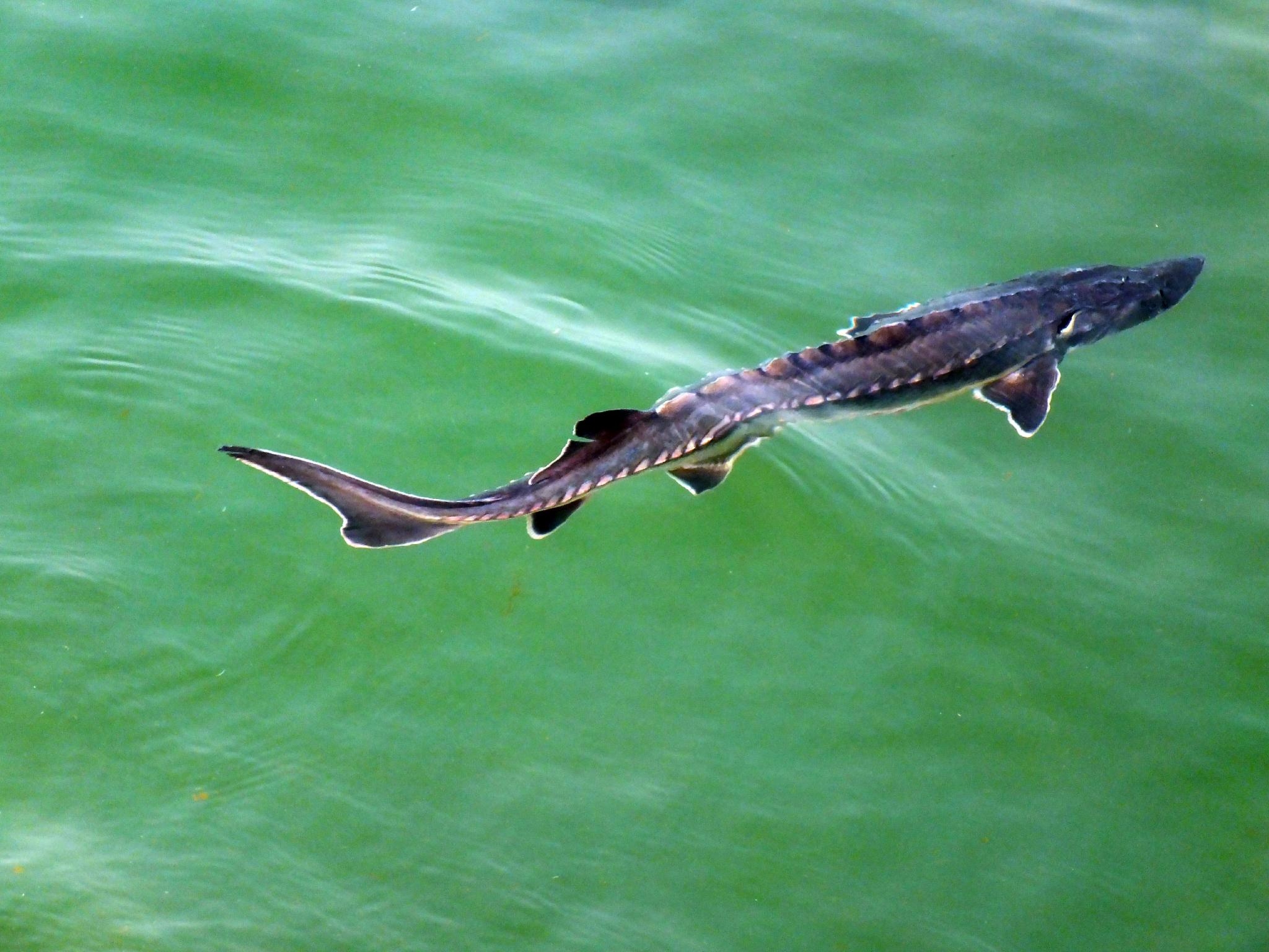 长江十年禁渔为什么鱼越来越少,长江十年禁渔后鱼怎么变多了