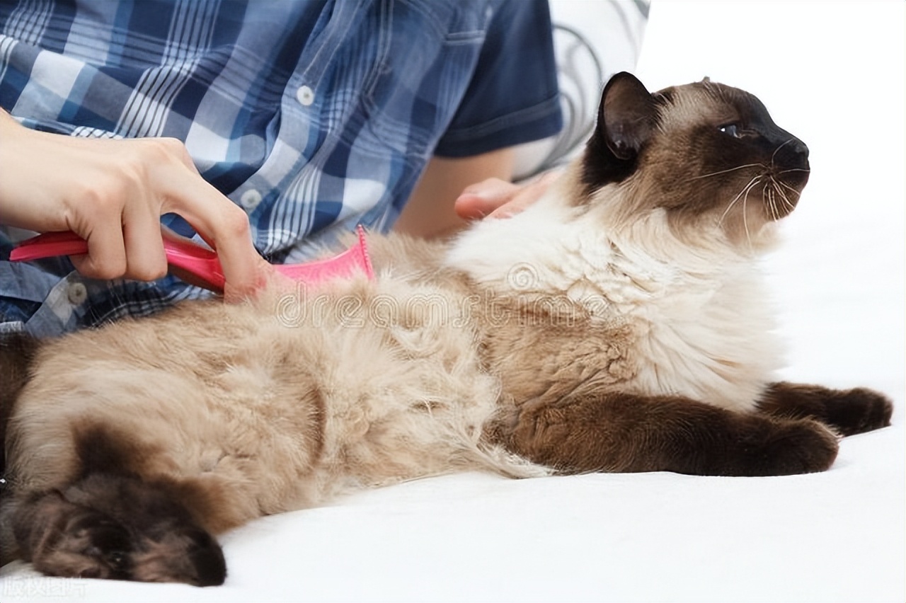 猫咪洗澡的方法和注意事项,猫咪洗澡频率以及如何为猫咪洗澡