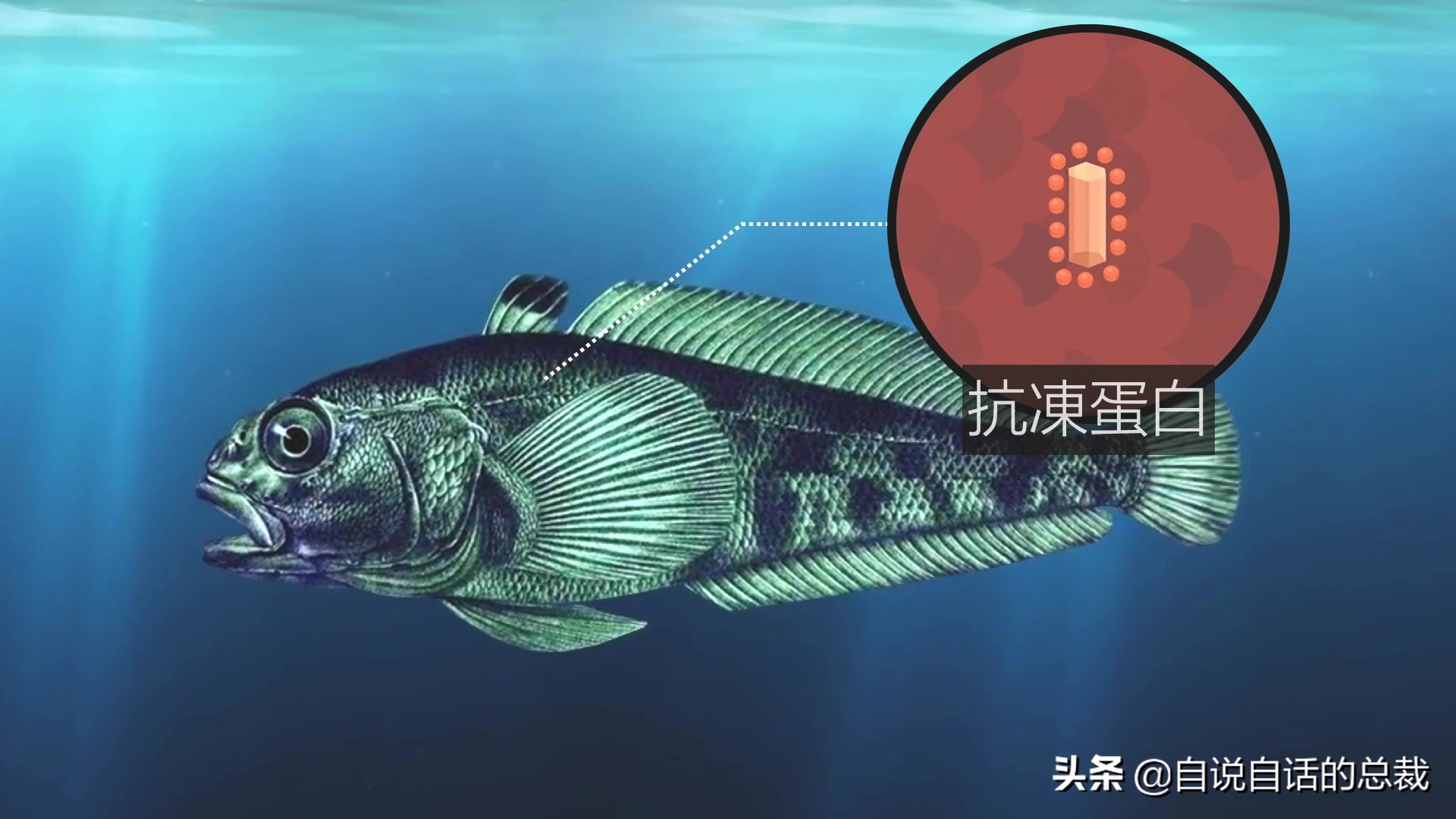 为什么买的鳕鱼段都是粘液,为什么买的鳕鱼那么多水