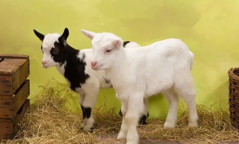 羊肺丝线虫,羊肺线虫解剖