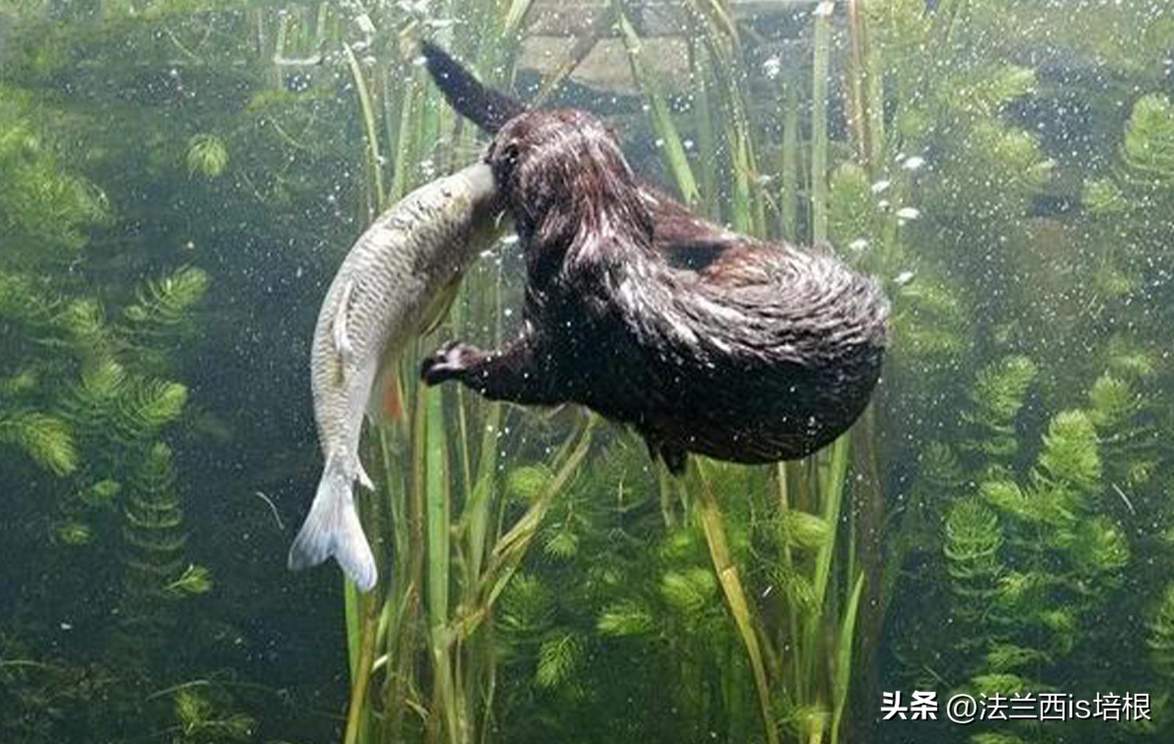 野生水貂捕鱼视频,吉林发现野生水貂