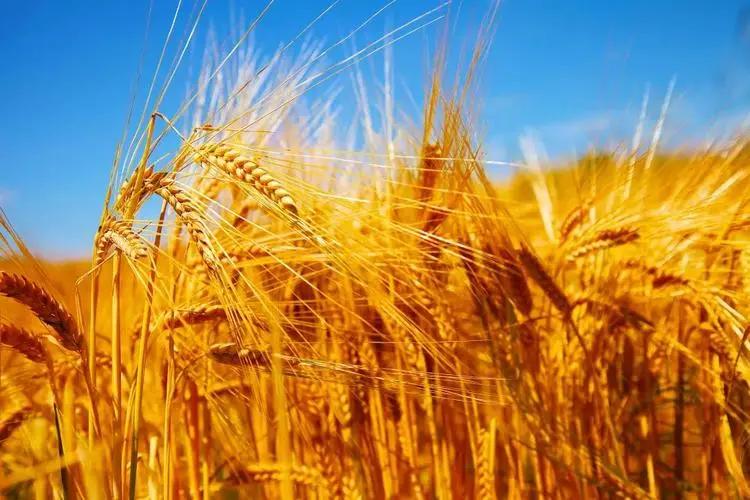 美国粮食给中国带来的需求,为什么美国宁愿赔钱也要出口粮食