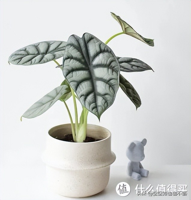 装修室内除甲醛用什么绿植,室内装修除甲醛有什么绿植