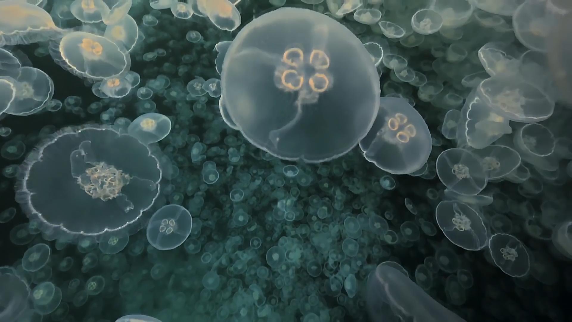 水母无法在冬天存活,水母不动了还能活吗