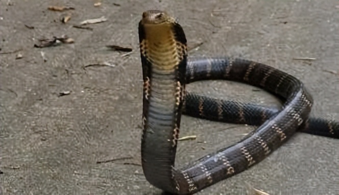 真正的丛林美食有哪些,硬核知识大全100个