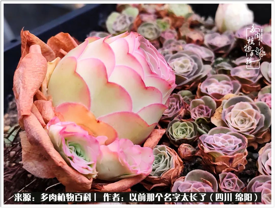 夏天山地玫瑰,小清新山地玫瑰