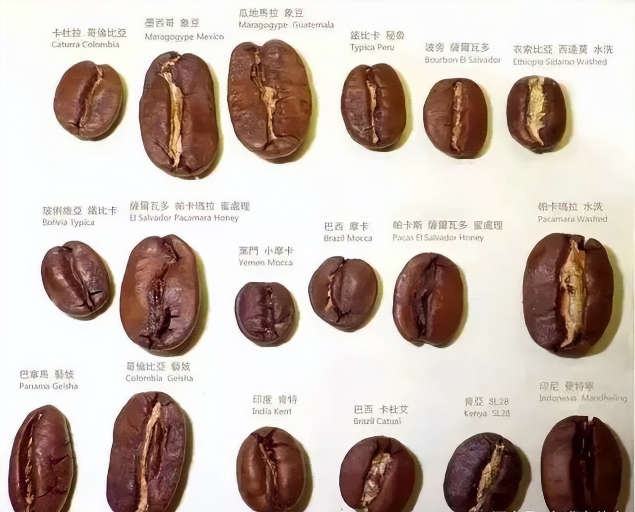 肯尼亚咖啡为什么酸,肯尼亚咖啡aa是什么品种