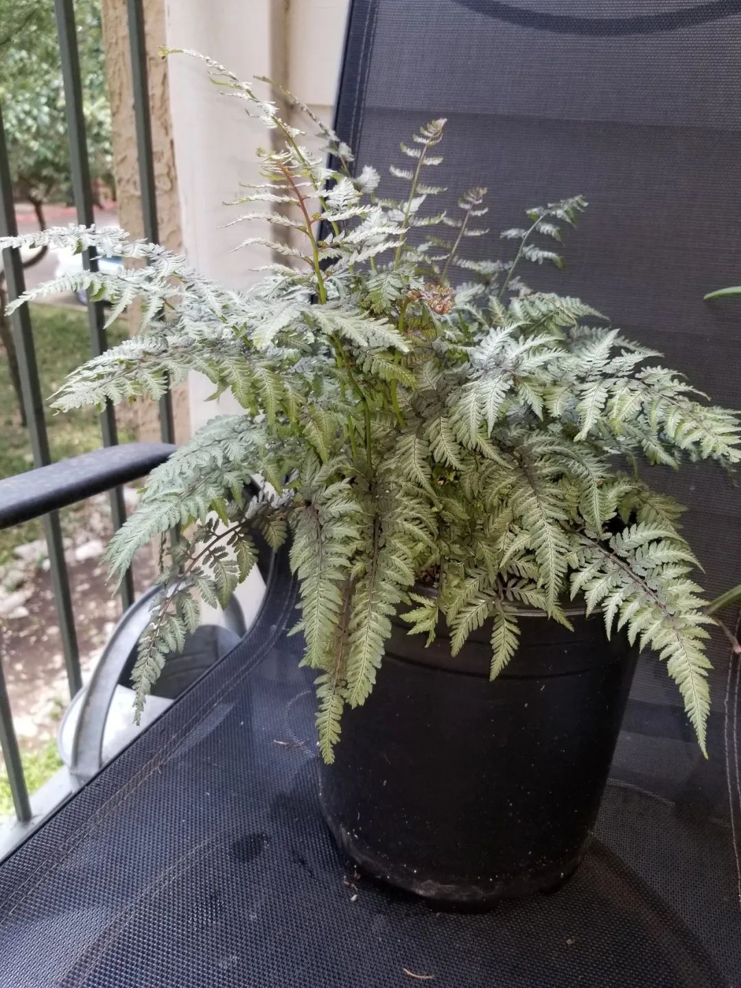 鏃ユ湰鐢昏暔鍏绘姢,绱壊鐢昏暔鑰愬瘨