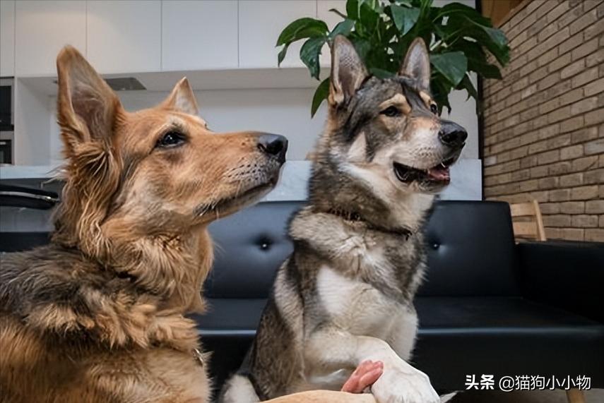 捷克狼犬pk警犬,捷克狼犬vs高加索犬谁强