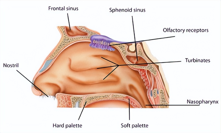 为什么两个鼻孔呼吸不均匀,两个鼻孔不能一起呼吸的原因