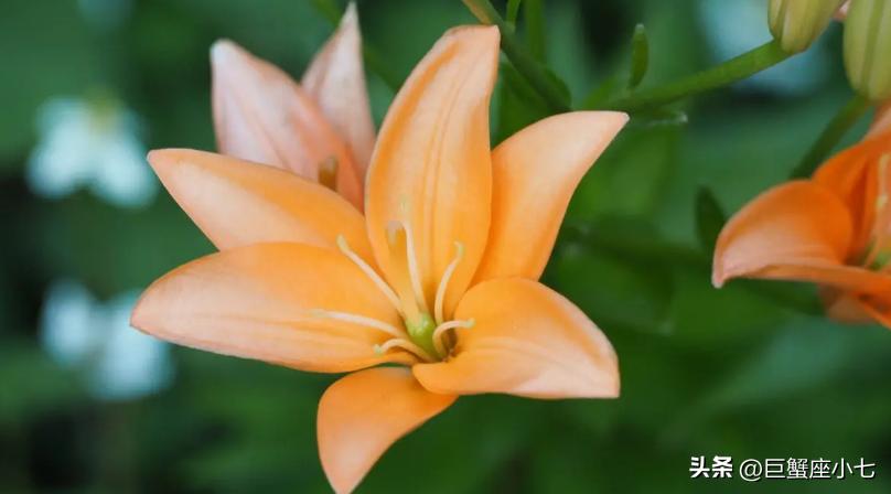 狠起来自己都害怕合集,最难驾驭的三大星座生来叛逆