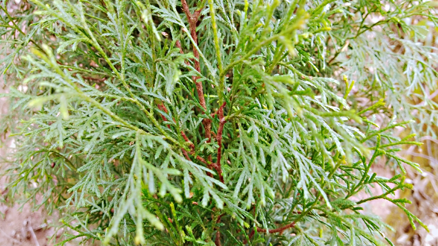 什么树果实做枕头治失眠,侧柏籽枕头长期枕有什么好处