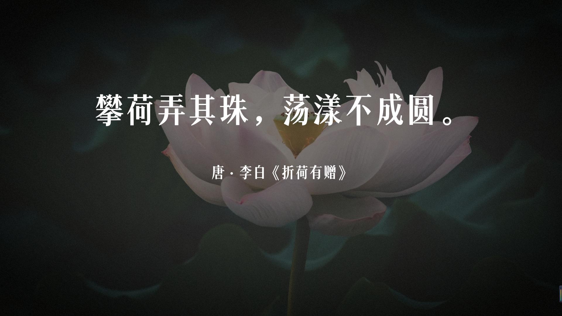 古诗词经典唯美名句关于荷花的,夏天赏荷花的唯美诗句大全