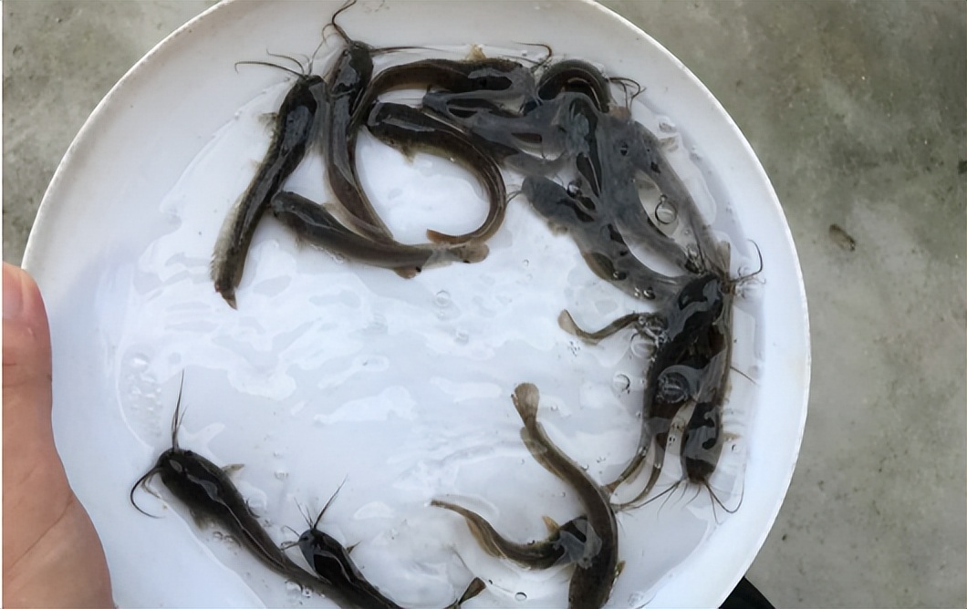 菜市场最脏的五种鱼有钳鱼吗,菜市场最脏的五种鱼你知道吗