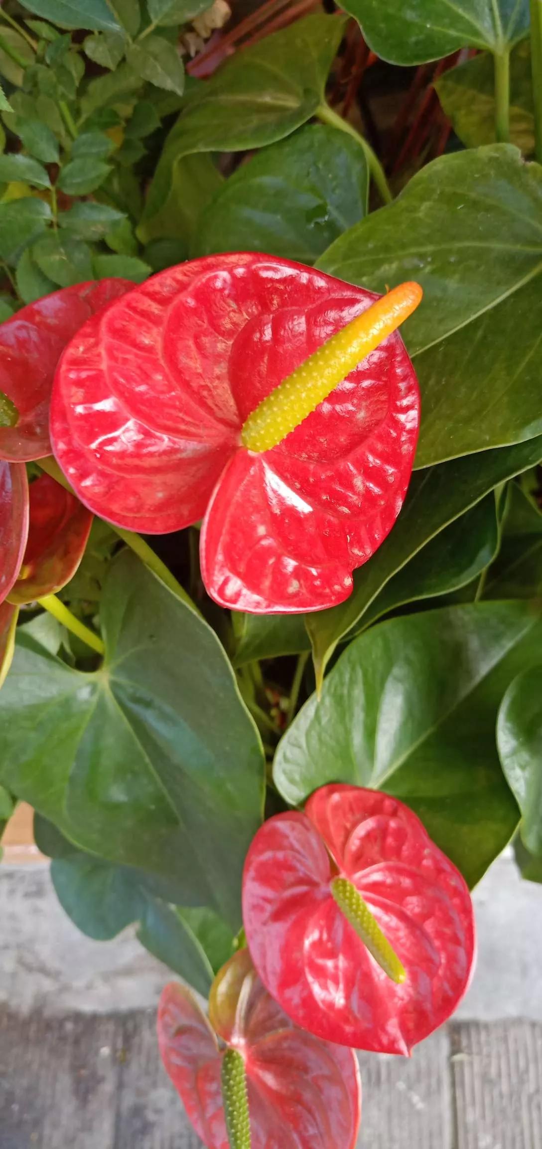 所有花的名称大全,认识各种花的寓意