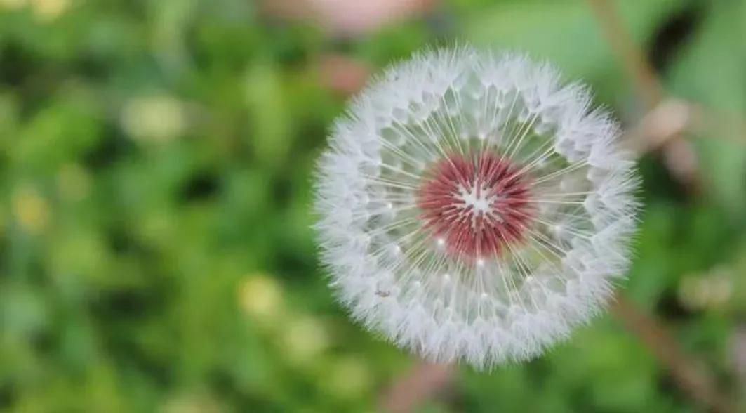 二十多年的爱情长跑能修成正果吗?《蓝袍先生》的真爱太戳心