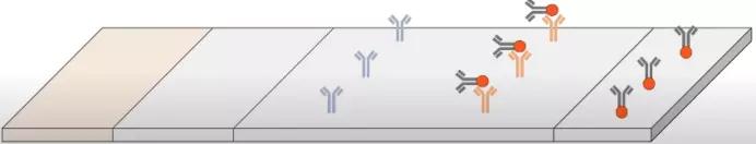抗原检测的工作原理是什么？|No.341