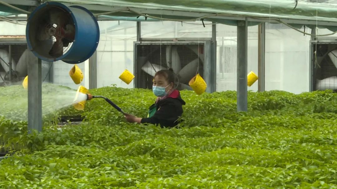 擦亮高原特色农产品名片,擦亮农产品金名片