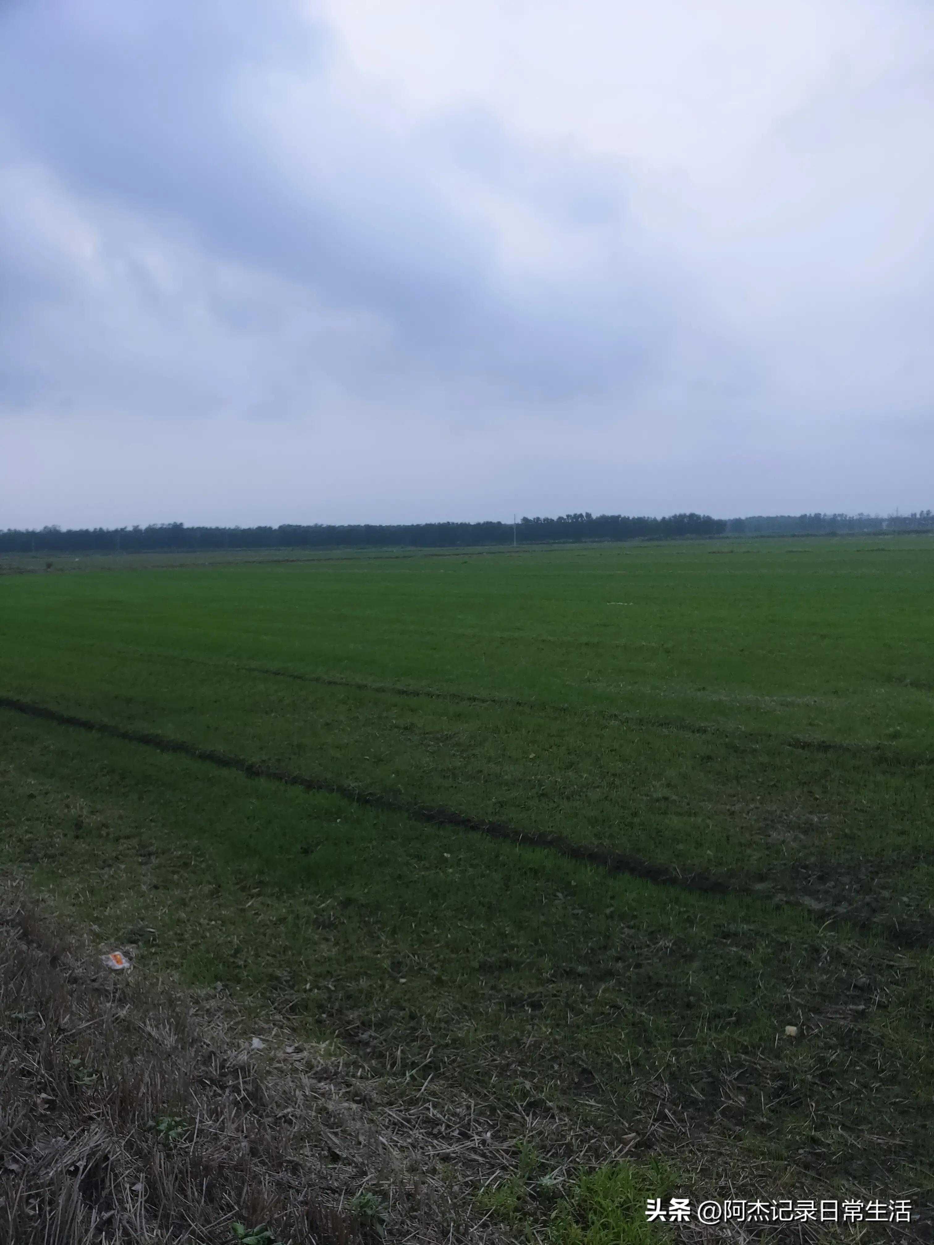 无土种植水稻的具体方法,日本水稻种植方法视频