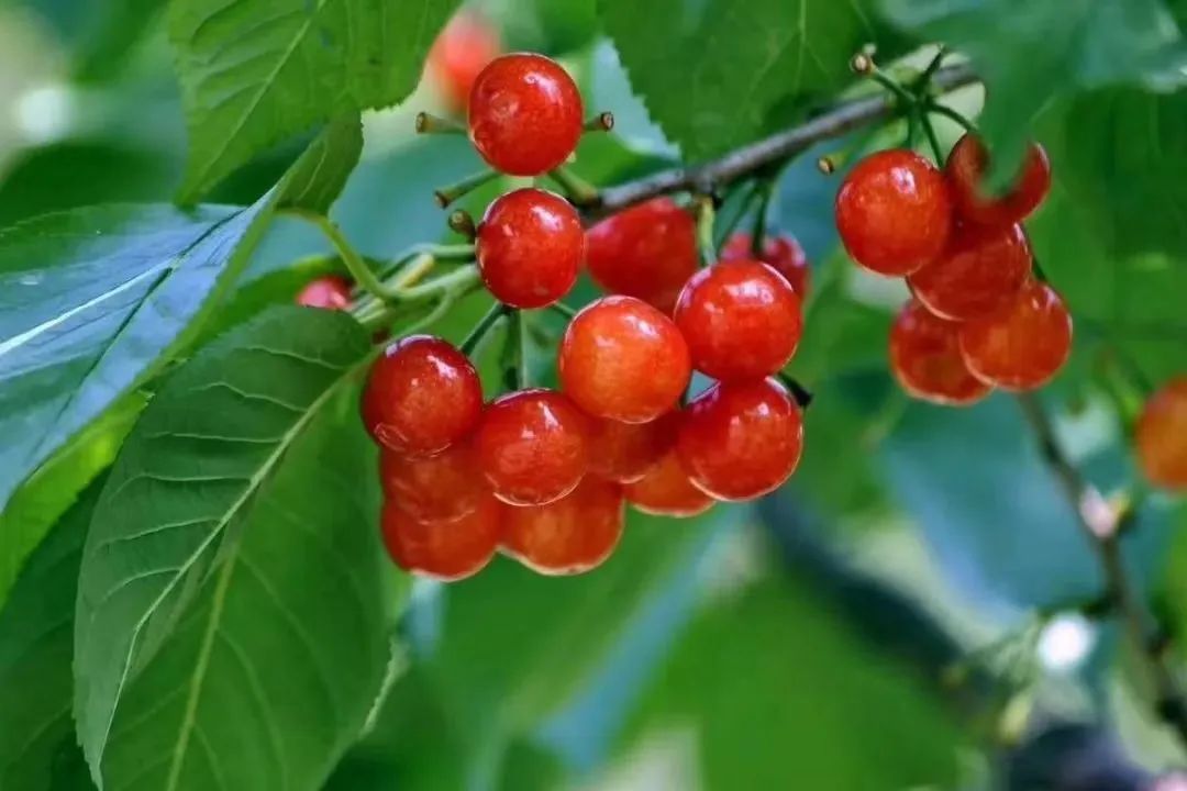 昆明今年樱桃采摘,新鲜樱桃上市