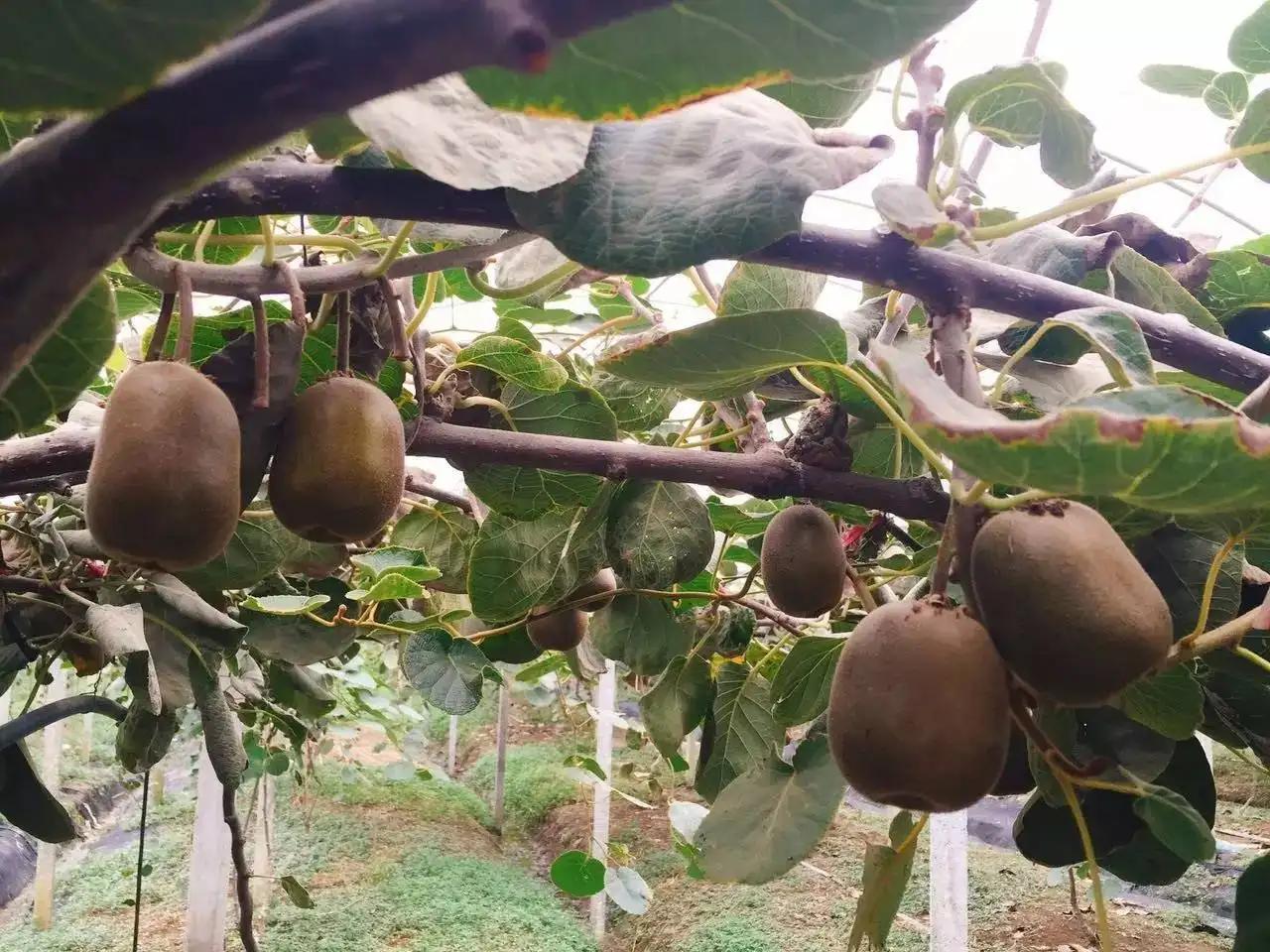 猕猴桃致富的秘密,中国进口的猕猴桃