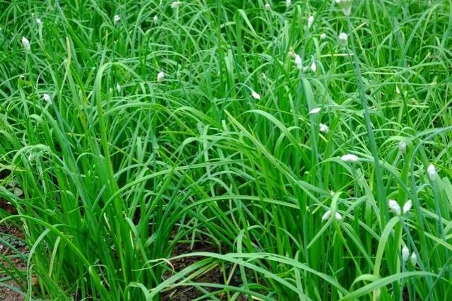 韭菜叶有白斑有什么简单治疗方法,韭菜叶子长白斑点怎么治