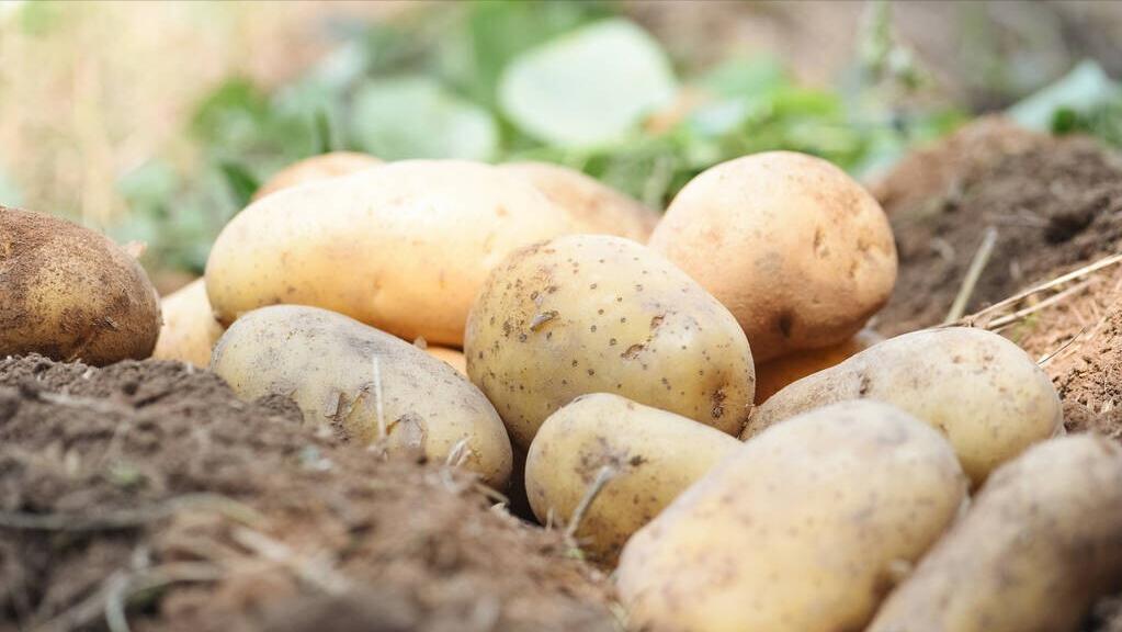 农产品加工2023年利润,做什么农产品加工赚钱