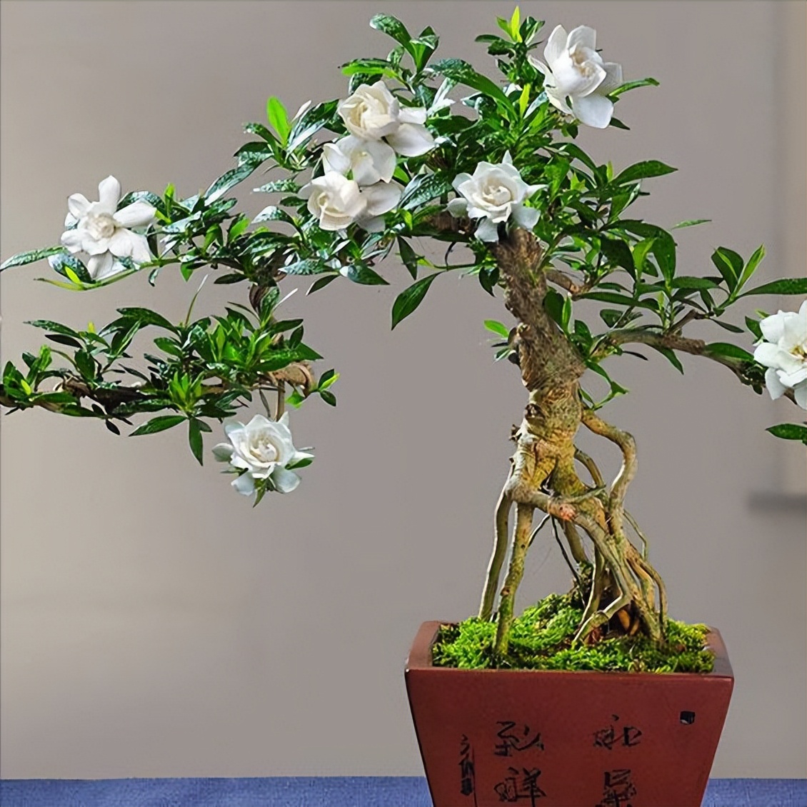 适合在客厅养的香花,家里客厅适合养什么花植物排行榜