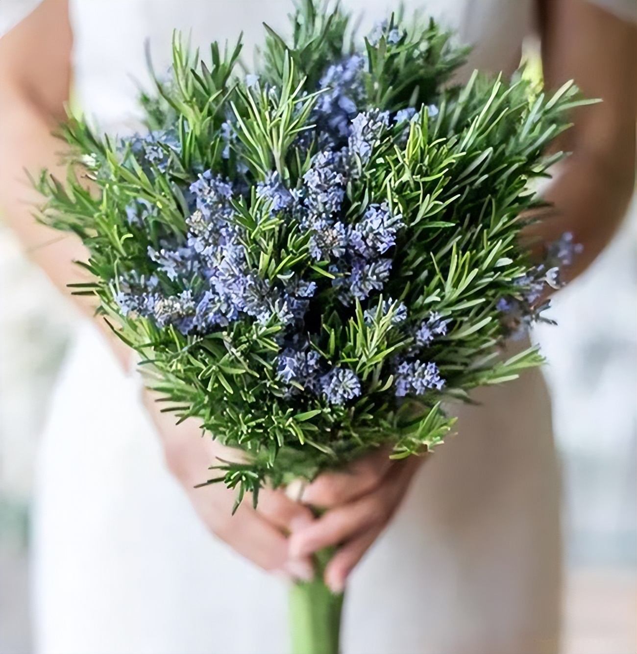 俗称“海洋之露”，牛排加它“锦上添花”，它还是天然美发美容剂