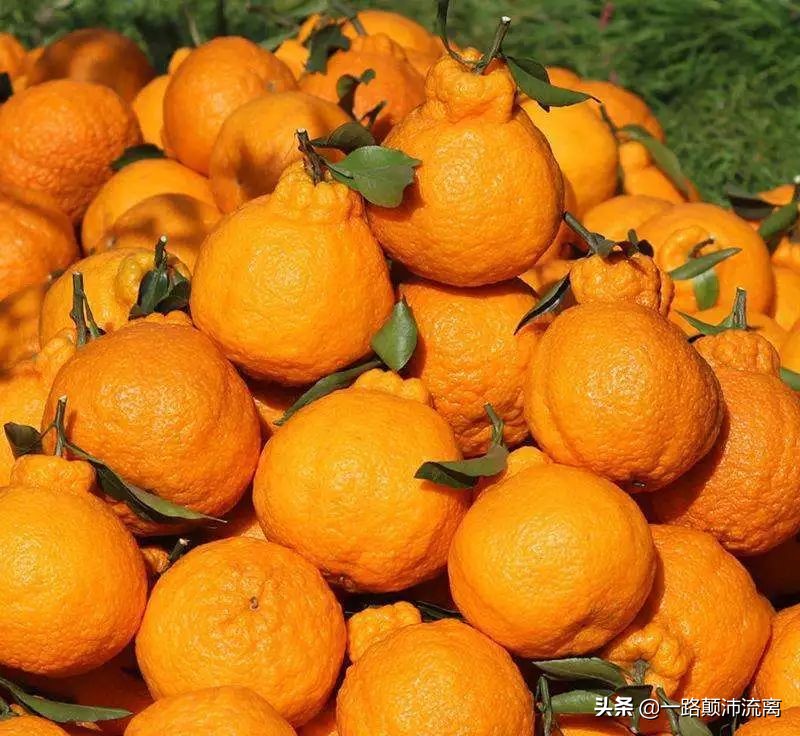 最火的橘子是什么橘子,柑橘排名第一的橘子