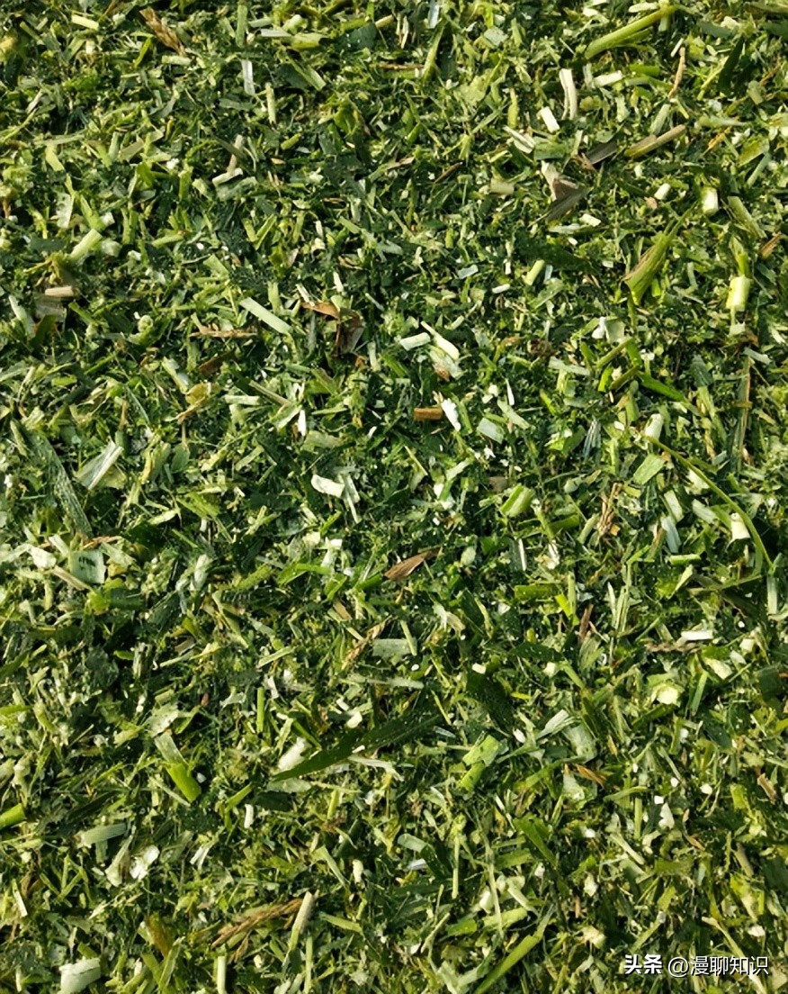 象草与巨菌草的生长范围,柱花草介绍