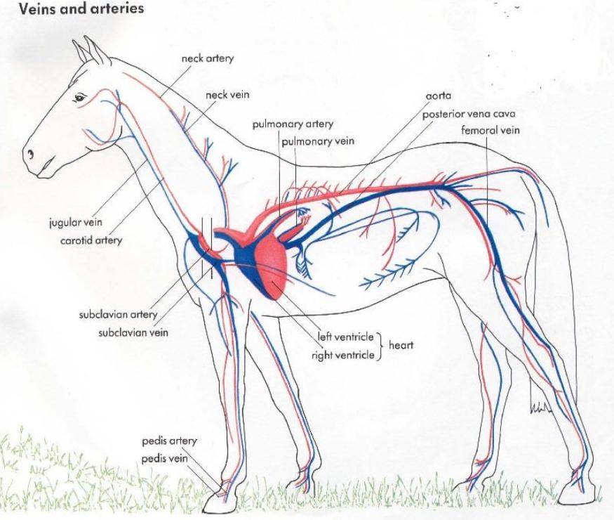 为什么几吨重的大象会被木桩拴住,大象最大多大能活多少年
