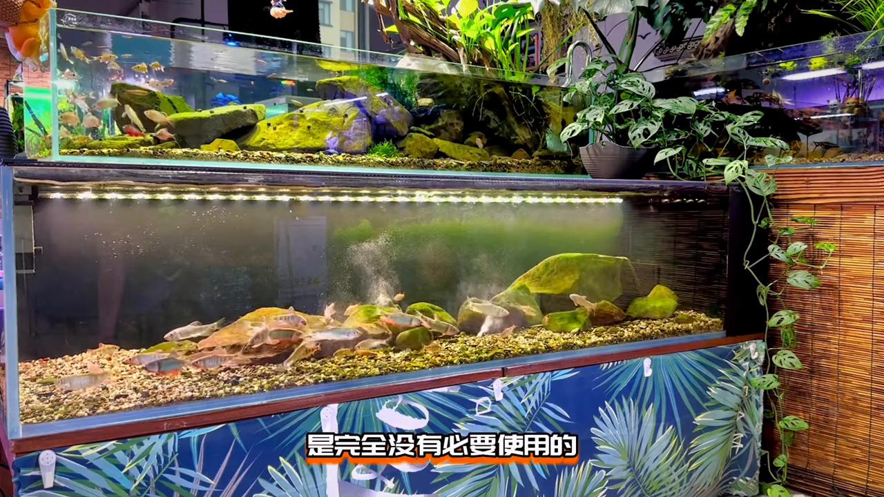 水草矮缸造景教程,不需要翻缸的水草造景