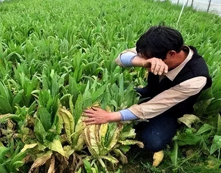 当前农产品市场存在的最大问题,农产品上行出路在哪里