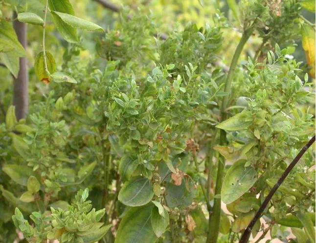 枣树“发疯”是如何造成的？怎样才能防治解决？看完明白